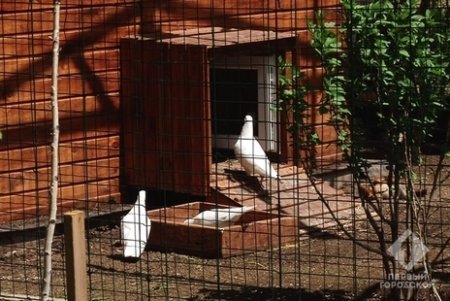 Голуби, декоративные курицы и петух: в парке Победы создали живой уголок