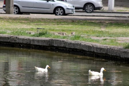 Прогулка по Дюковскому саду: цветущие акации и розы (фоторепортаж)