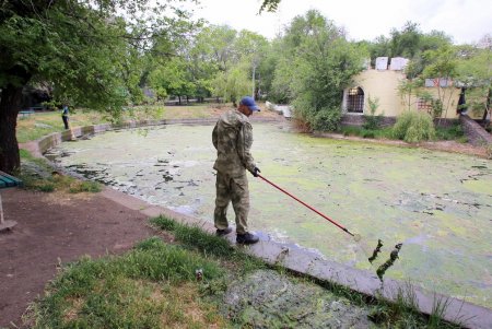 Прогулка по Дюковскому саду: цветущие акации и розы (фоторепортаж)