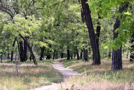 Прогулка по Дюковскому саду: цветущие акации и розы (фоторепортаж)