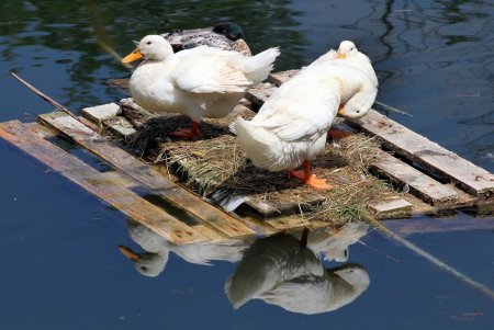 Прогулка по Дюковскому саду: цветущие акации и розы (фоторепортаж)