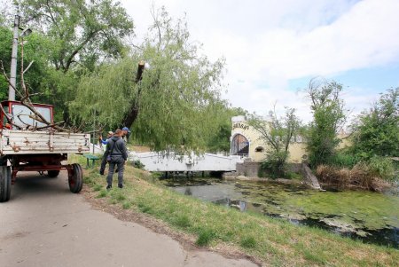 Прогулка по Дюковскому саду: цветущие акации и розы (фоторепортаж)