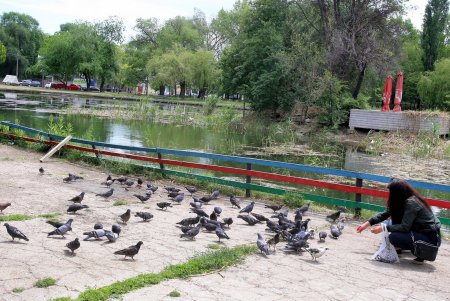Прогулка по Дюковскому саду: цветущие акации и розы (фоторепортаж)