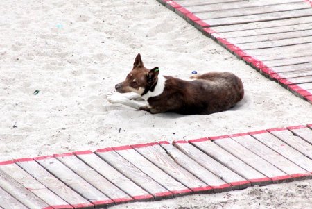Спокойное море и немноголюдный пляж: не по-летнему прохладный день в Аркадии (фоторепортаж)