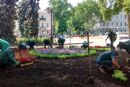 На Думской площади озеленители создали цветочный узор из более 12 тысяч растений