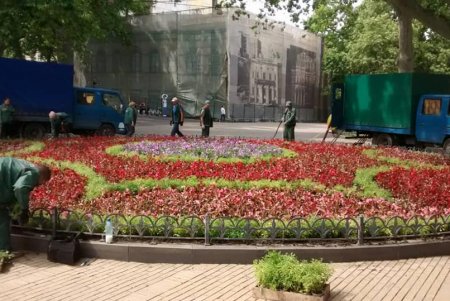 На Думской площади озеленители создали цветочный узор из более 12 тысяч растений