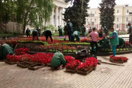 На Думской площади озеленители создали цветочный узор из более 12 тысяч растений