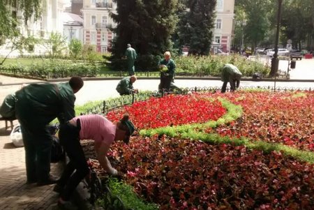 На Думской площади озеленители создали цветочный узор из более 12 тысяч растений