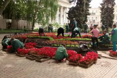 На Думской площади озеленители создали цветочный узор из более 12 тысяч растений