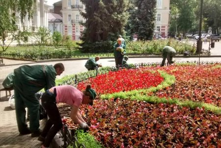 На Думской площади озеленители создали цветочный узор из более 12 тысяч растений