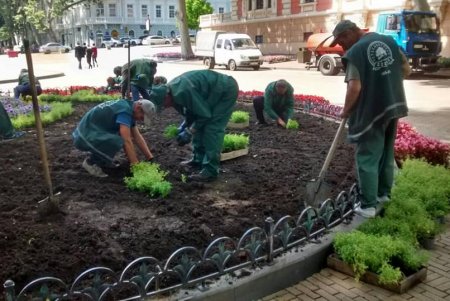 На Думской площади озеленители создали цветочный узор из более 12 тысяч растений