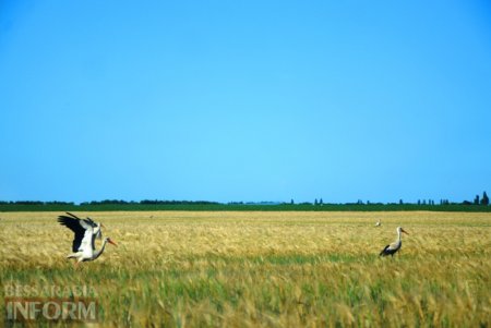 Килийский район заполонили аисты (фото)
