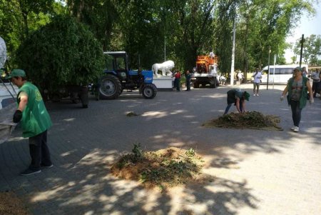 Ежедневно более 100 коммунальщиков приводят в порядок зеленые зоны города (фото)