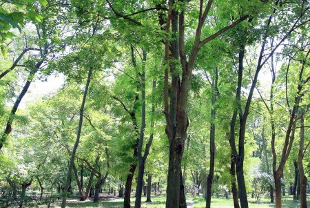 Одесский парк Горького в жаркий летний день (фоторепортаж)