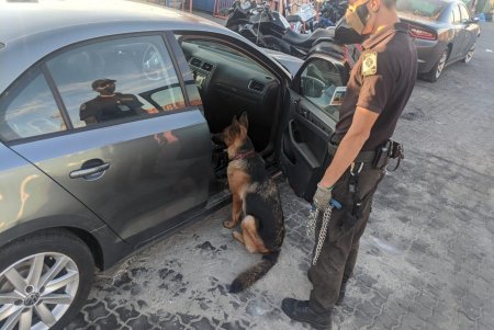 В портах Одессы и Черноморска при проверке иностранных авто обнаружили каннабис и пневматическую винтовку (фото, видео) 