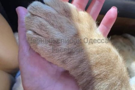 Львенок, которого принесли на открытие ночного клуба, спасен: его отправят в природную среду (фото)