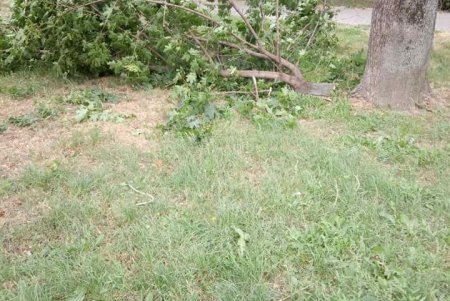 Из-за сильного ветра уже упало более 110 деревьев в городе (фото, обновлено)