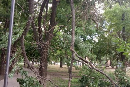Из-за сильного ветра уже упало более 110 деревьев в городе (фото, обновлено)