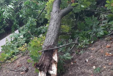 Из-за сильного ветра уже упало более 110 деревьев в городе (фото, обновлено)