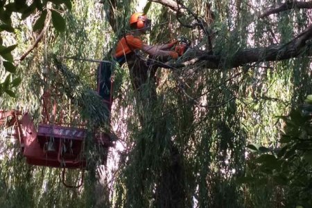 Коммунальщики ежедневно в парках и скверах поливают молодые деревья, косят траву (фото)