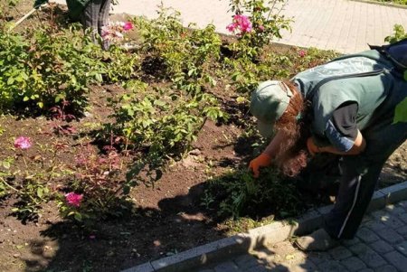 Коммунальщики ежедневно в парках и скверах поливают молодые деревья, косят траву (фото)