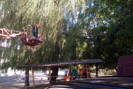 Коммунальщики ежедневно в парках и скверах поливают молодые деревья, косят траву (фото)