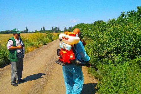 Горожане могут сообщить на горячую линию о произрастании амброзии: аллергенный сорняк будут уничтожать (фото)