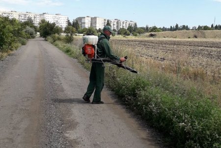Сотрудники «Горзелентреста» обработали амброзию специальным препаратом (фото)