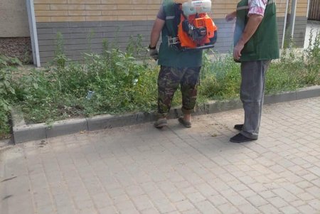 На горячую линию по борьбе с амброзией уже поступают обращения: специалисты выезжают и уничтожают сорняк (фото)