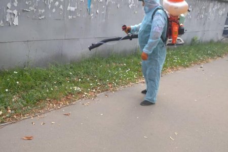 На горячую линию по борьбе с амброзией уже поступают обращения: специалисты выезжают и уничтожают сорняк (фото)