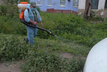 На горячую линию по борьбе с амброзией уже поступают обращения: специалисты выезжают и уничтожают сорняк (фото)