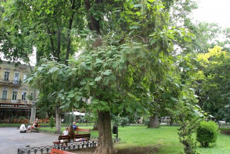 Летний день в Городском саду (фоторепортаж) 