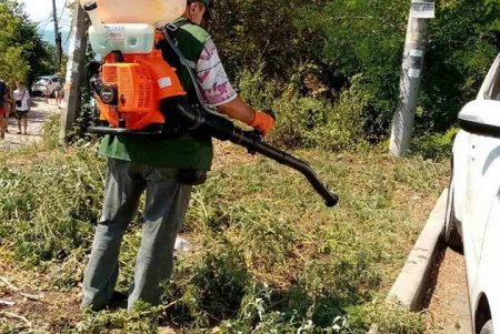 Коммунальщики активизировали борьбу с амброзией в преддверии ее цветения (фото)