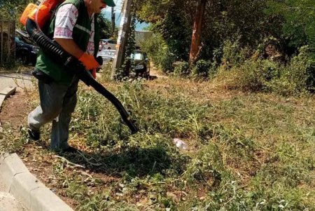 Коммунальщики активизировали борьбу с амброзией в преддверии ее цветения (фото)