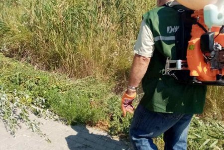Коммунальщики активизировали борьбу с амброзией в преддверии ее цветения (фото)