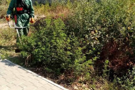 Коммунальщики активизировали борьбу с амброзией в преддверии ее цветения (фото)