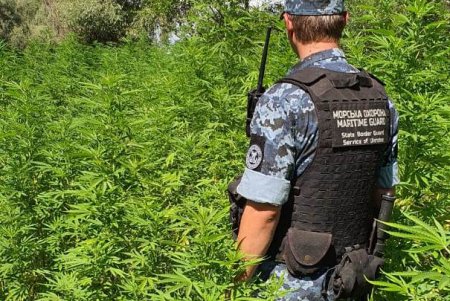 Плантацию конопли на 40 миллионов гривен обнаружили в Ренийском районе (фото)