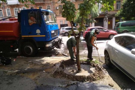 Коммунальщики ежедневно поливают городские деревья по специальным правилам (фото)