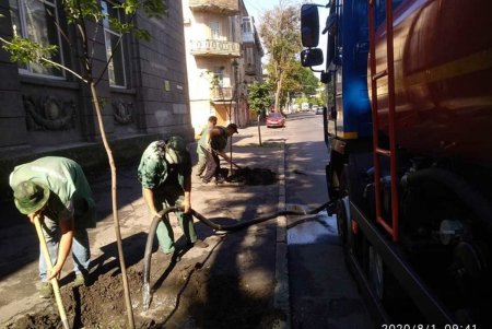Коммунальщики ежедневно поливают городские деревья по специальным правилам (фото)
