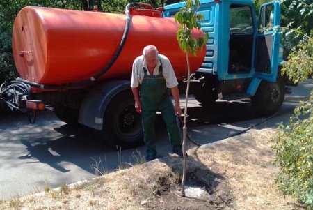Коммунальщики ежедневно поливают городские деревья по специальным правилам (фото)