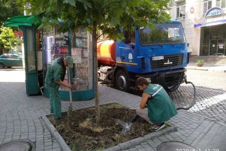 Коммунальщики ежедневно поливают городские деревья по специальным правилам (фото)