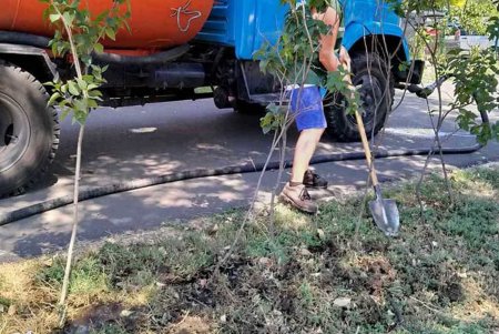Коммунальщики ежедневно поливают городские деревья по специальным правилам (фото)