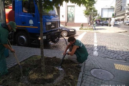 Коммунальщики ежедневно поливают городские деревья по специальным правилам (фото)