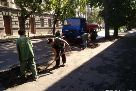 Коммунальщики ежедневно поливают городские деревья по специальным правилам (фото)