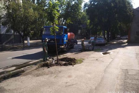 Коммунальщики ежедневно поливают городские деревья по специальным правилам (фото)