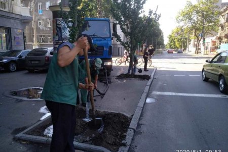Коммунальщики ежедневно поливают городские деревья по специальным правилам (фото)