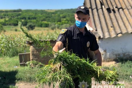В Ананьевском районе мужчина вырастил на огороде коноплю в человеческий рост