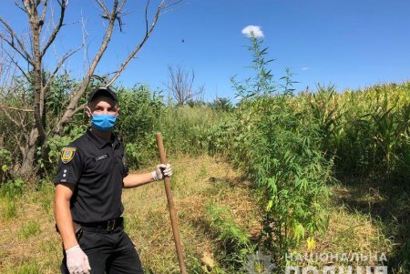В Ананьевском районе мужчина вырастил на огороде коноплю в человеческий рост