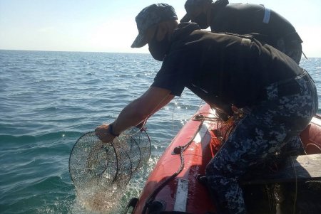 За неделю в заливе Черного моря из ловушек браконьеров спасли 800 краснокнижных крабов (фото, видео)