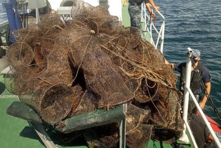 За неделю в заливе Черного моря из ловушек браконьеров спасли 800 краснокнижных крабов (фото, видео)